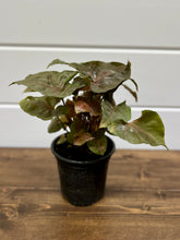 Load image into Gallery viewer, Arrowhead Plants (Syngonium podophyllum)