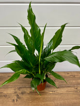 Load image into Gallery viewer, Peace Lily (Spathiphyllum)