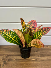 Load image into Gallery viewer, Croton Plant (Codiaeum Variegatum)