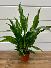 Load image into Gallery viewer, Peace Lily (Spathiphyllum)