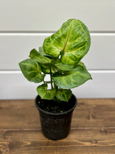Load image into Gallery viewer, Arrowhead Plants (Syngonium podophyllum)