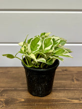 Load image into Gallery viewer, Pearls and Jade Pothos