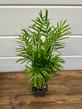 Load image into Gallery viewer, Parlor palm (Chamaedorea elegans) Plant