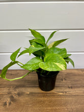 Load image into Gallery viewer, Golden Pothos (Epipremnum aureum)