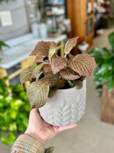Load image into Gallery viewer, Nerve Plant (Fittonia verschaffeltii)