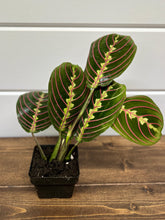 Load image into Gallery viewer, Prayer Plant (Maranta leuconeura)