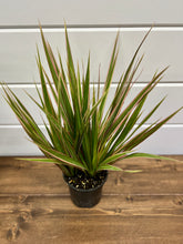 Load image into Gallery viewer, Dracaena marginata 'Colorama' (Dragon Tree) Plant