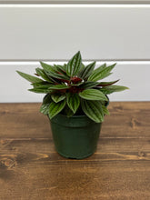 Load image into Gallery viewer, Little Toscani - Peperomia