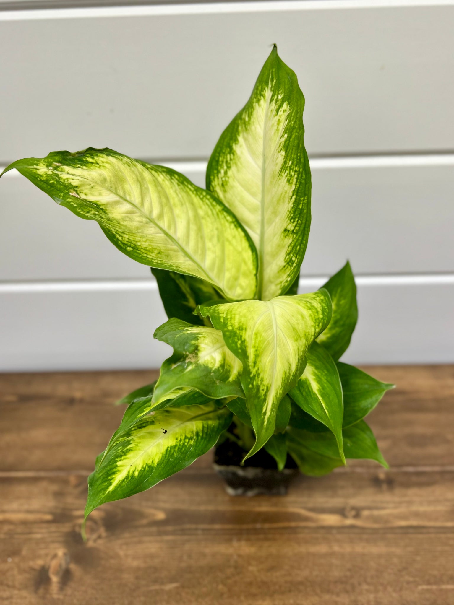 dieffenbachia plant dumb cane plant Dieffenbachia (dumb cane) Plant