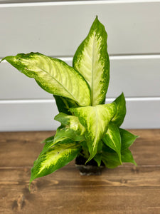 dieffenbachia crispy leaves Dieffenbachia (dumb cane) Plant – Wooden Ivy Boutique and Floral