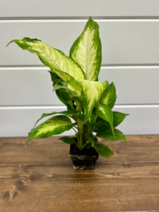 dieffenbachia seeds FNP Dumb Cane Dieffenbachia Plant - Thrive in Indirect Light, Medium Size for Indoor Spaces