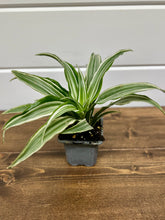 Load image into Gallery viewer, White Jewel Dracaena (Dracaena warbeckii)