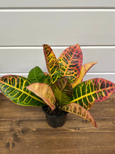 Load image into Gallery viewer, Croton Plant (Codiaeum Variegatum)