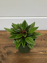 Load image into Gallery viewer, Little Toscani - Peperomia