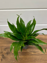 Load image into Gallery viewer, Pineapple Dracaena ('Janet Craig' Dracaena Compacta)