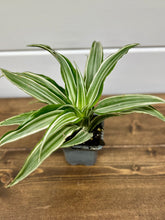Load image into Gallery viewer, White Jewel Dracaena (Dracaena warbeckii)