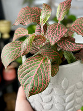 Load image into Gallery viewer, Nerve Plant (Fittonia verschaffeltii)
