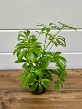 Load image into Gallery viewer, Dwarf Umbrella Trees (Schefflera arboricola)