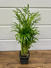 Load image into Gallery viewer, Parlor palm (Chamaedorea elegans) Plant