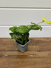 Load image into Gallery viewer, Gold Dust Dracaena (Dracaena godseffiana)