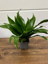 Load image into Gallery viewer, Pineapple Dracaena ('Janet Craig' Dracaena Compacta)