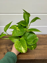 Load image into Gallery viewer, Golden Pothos (Epipremnum aureum)