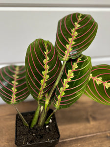 brown leaves prayer plant Prayer Plant (Maranta leuconeura) – Wooden Ivy Boutique and Floral