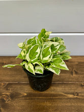 Load image into Gallery viewer, Pearls and Jade Pothos