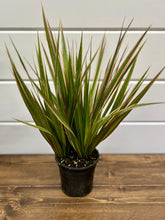 Load image into Gallery viewer, Dracaena marginata 'Colorama' (Dragon Tree) Plant