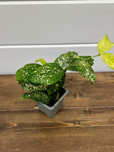 Load image into Gallery viewer, Gold Dust Dracaena (Dracaena godseffiana)