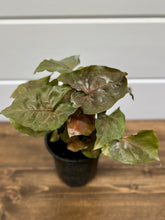 Load image into Gallery viewer, Arrowhead Plants (Syngonium podophyllum)